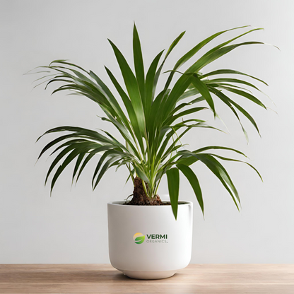 Raphis Palm, Lady Palm - Plant