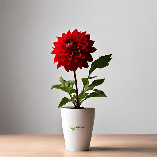 Dahlia (Red) Plant