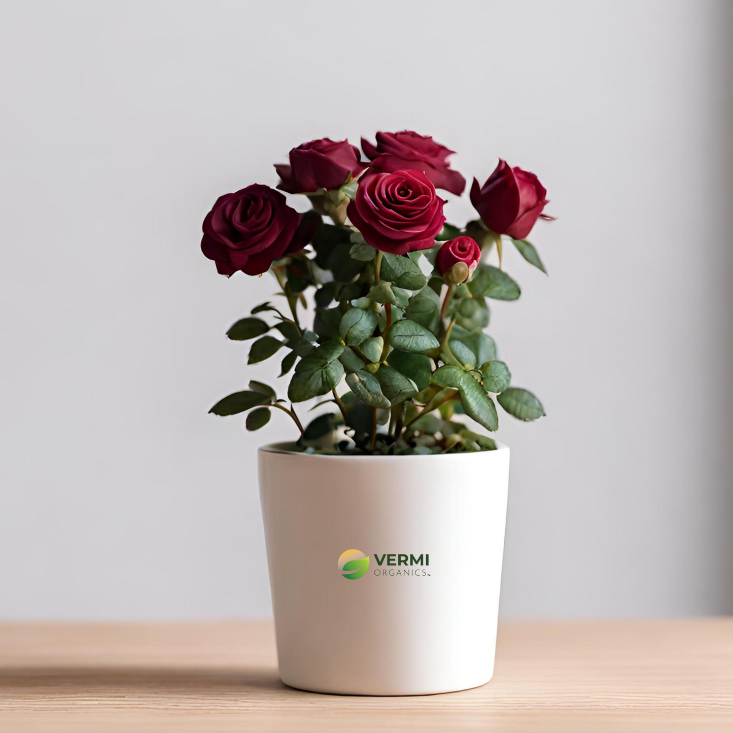 Miniature Rose, Button Rose (Maroon) - Plant