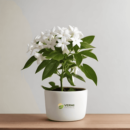 Jasminum sambac, Mogra, Arabian Jasmine Plant