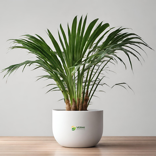 Travellar Palm - Plant