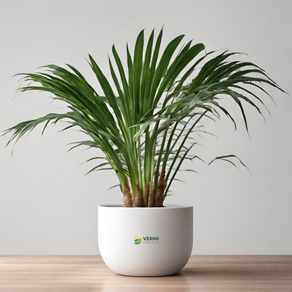 Travellar Palm Plant