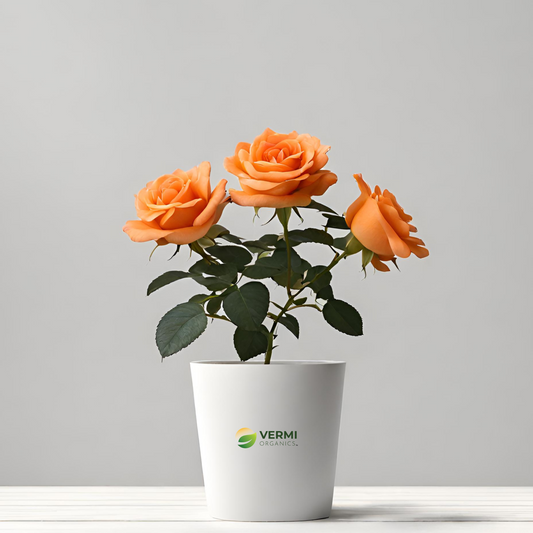 Rose (Orange) - Plant