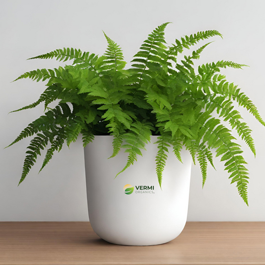 Pteris Cretica Plant