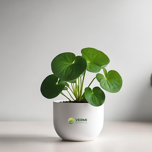 Pilea Mollis Pilea Moon Valley Plant