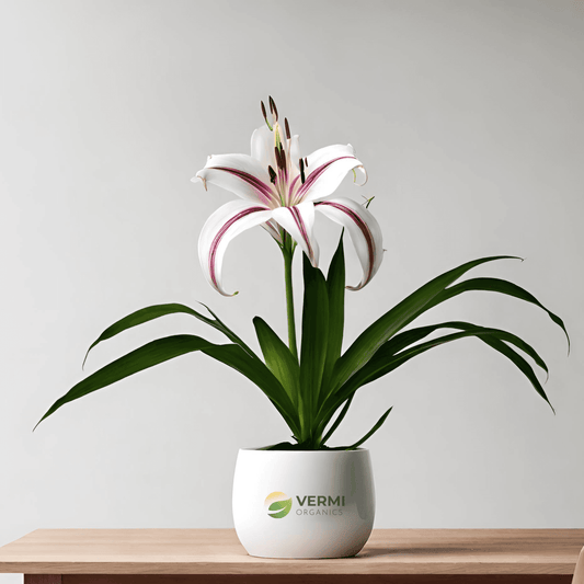 Crinum Milk and Wine Lily Plant