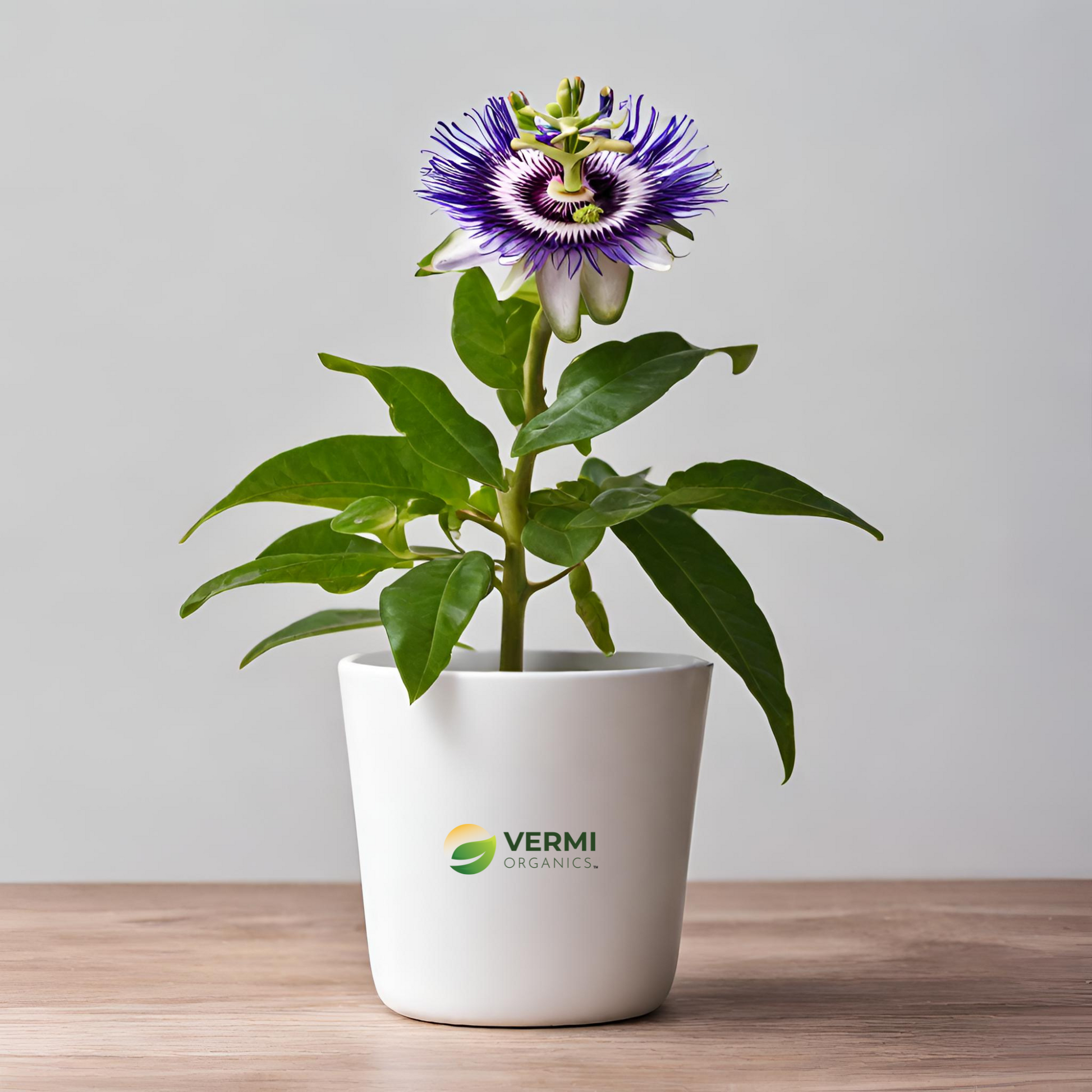 Krishna Kamal Passion flower (Purple) Plant