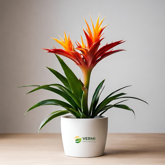 Guzmania (Any Color) Plant