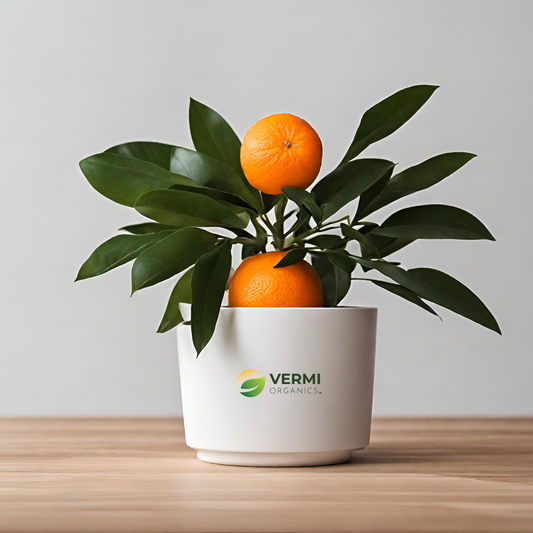 Orange Fruit, Santra - Plant