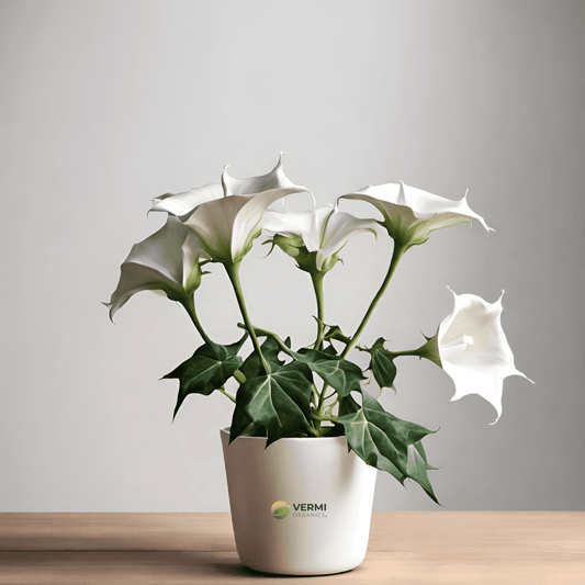 Datura Dhatura Plant