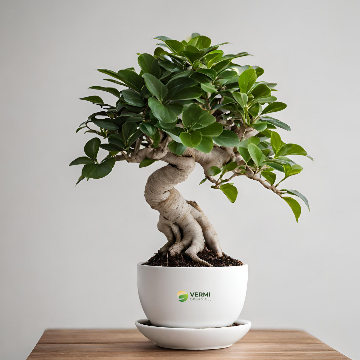 Ficus microcarpa Bonsai Plant