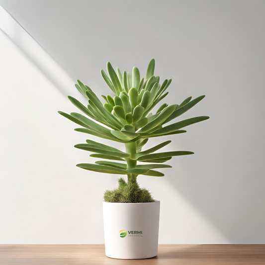 Pencil Tree, Euphorbia tirucalli - Succulent Plant