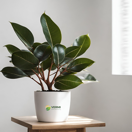 Rubber Tree, Rubber Plant, Ficus elastica (Shivereana) - Plant