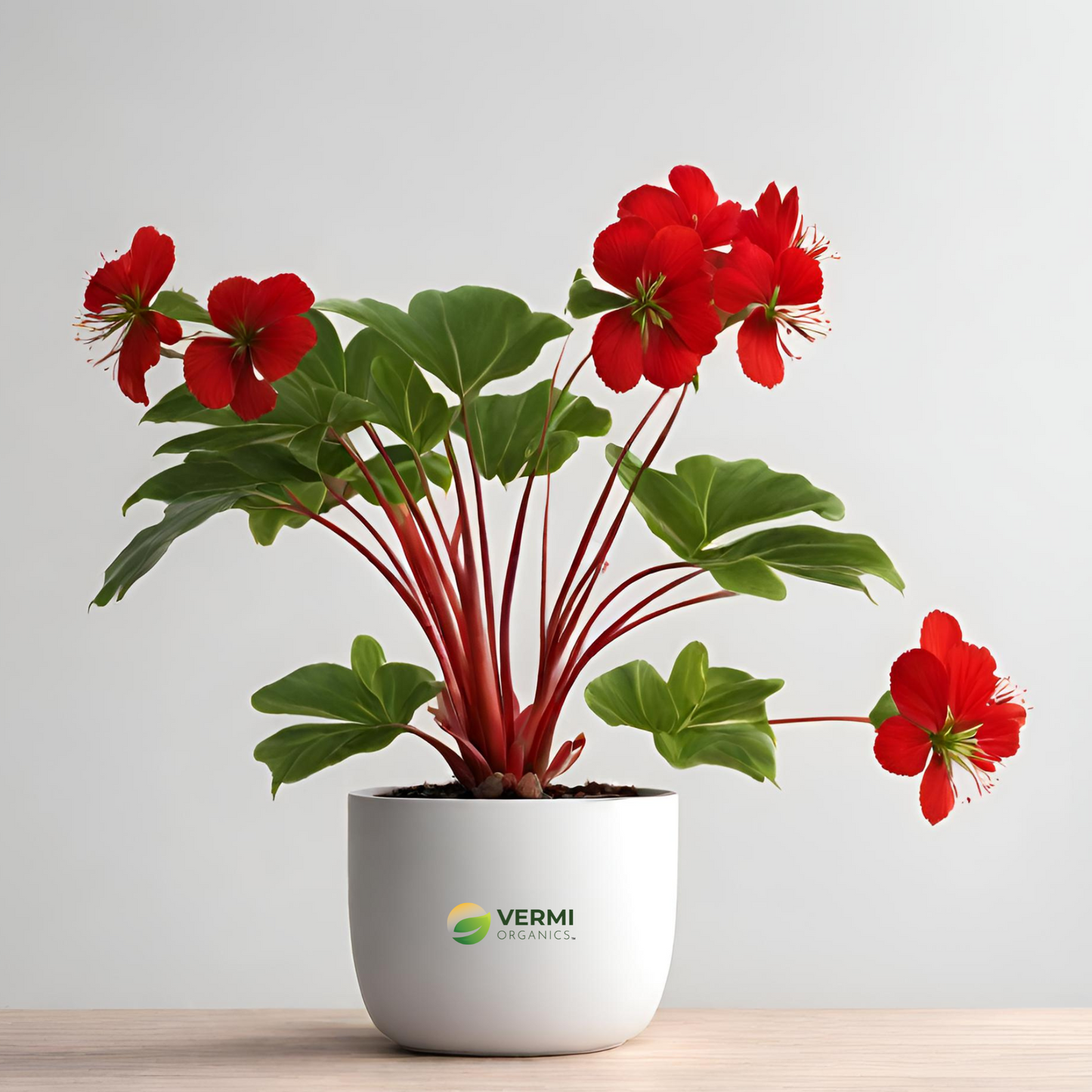 Red samel Bombax malabaricum Plant