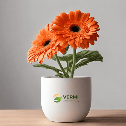 Gerbera (Orange) - Plant