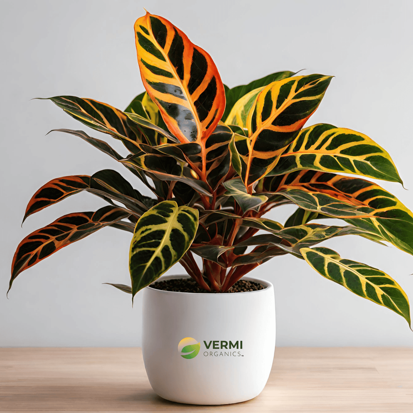 Croton Codiaeum variegatum (Captain Kidd) plant