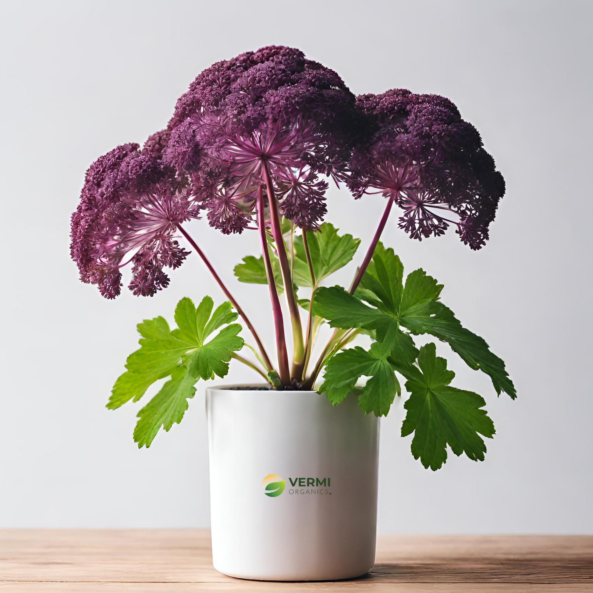 Purplestem Angelica Plant