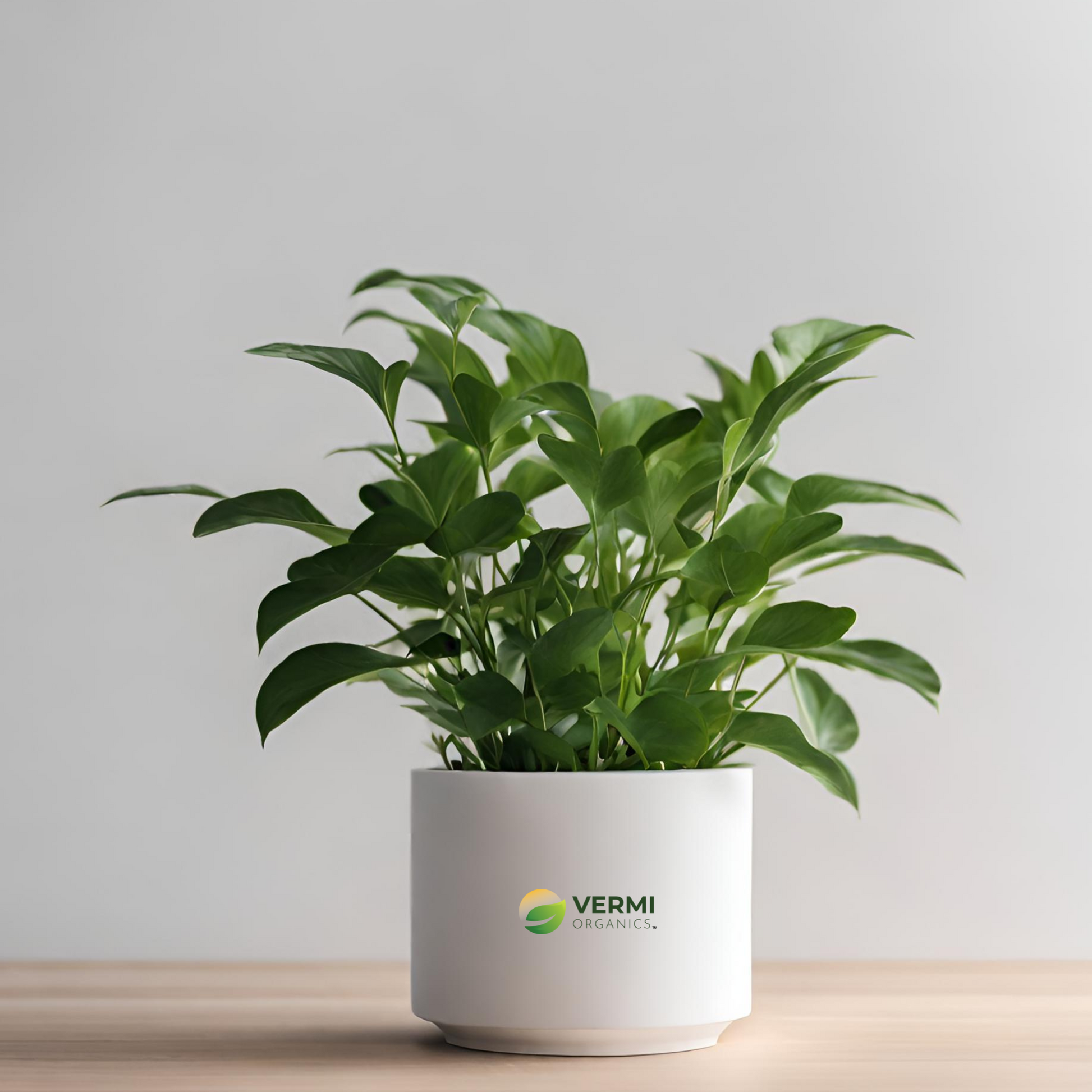 Piper hispidinervum Plant