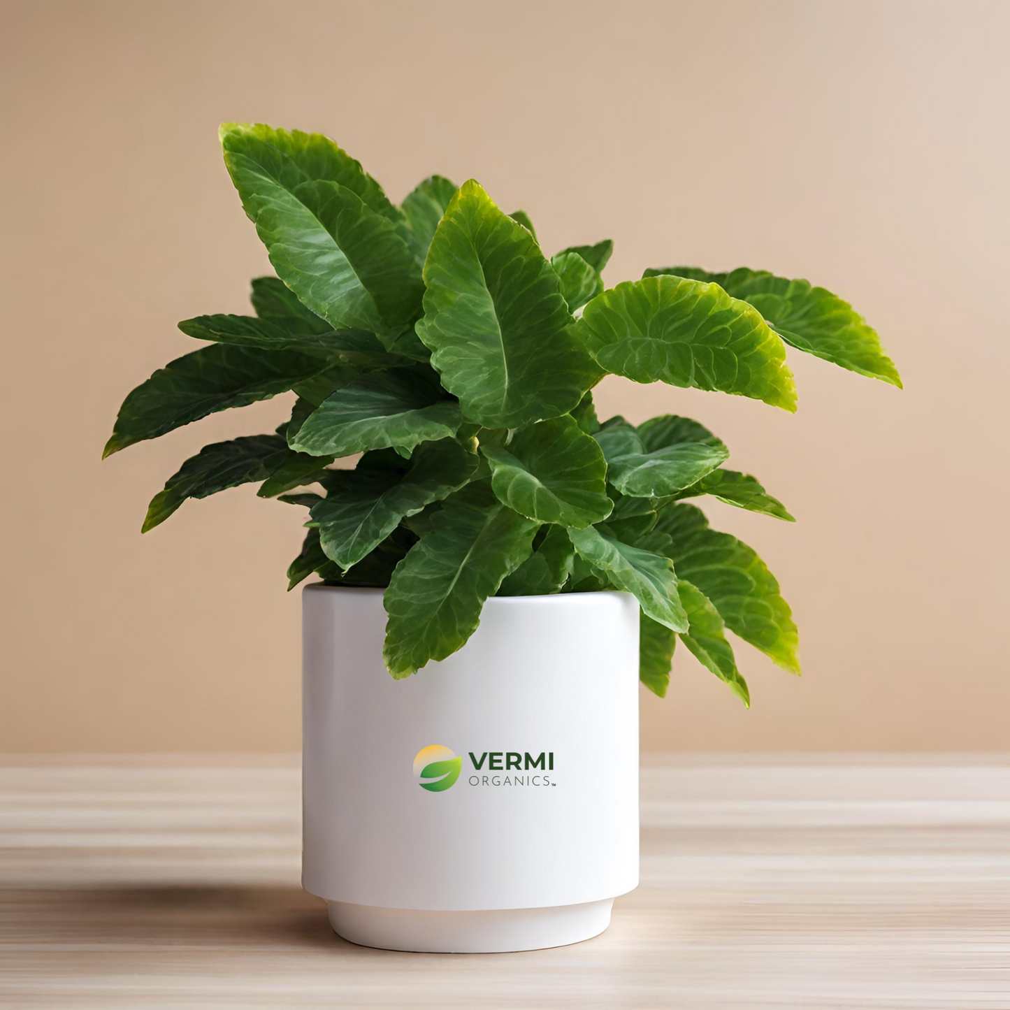 Lemonia Varigated Plant