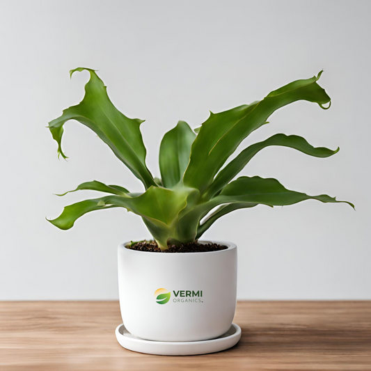 Staghorn Fern Plant