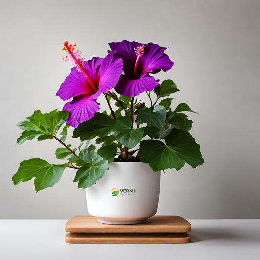 Hibiscus, Gudhal Flower (Purple) - Plant