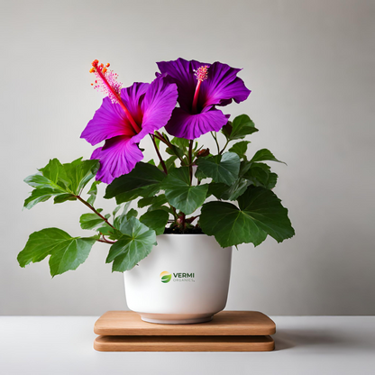 Hibiscus Gudhal Flower (Purple) Plant