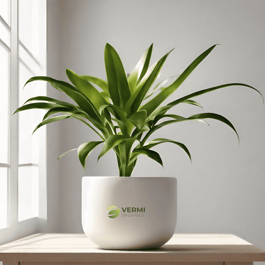 Cordiline Dracaena Plant