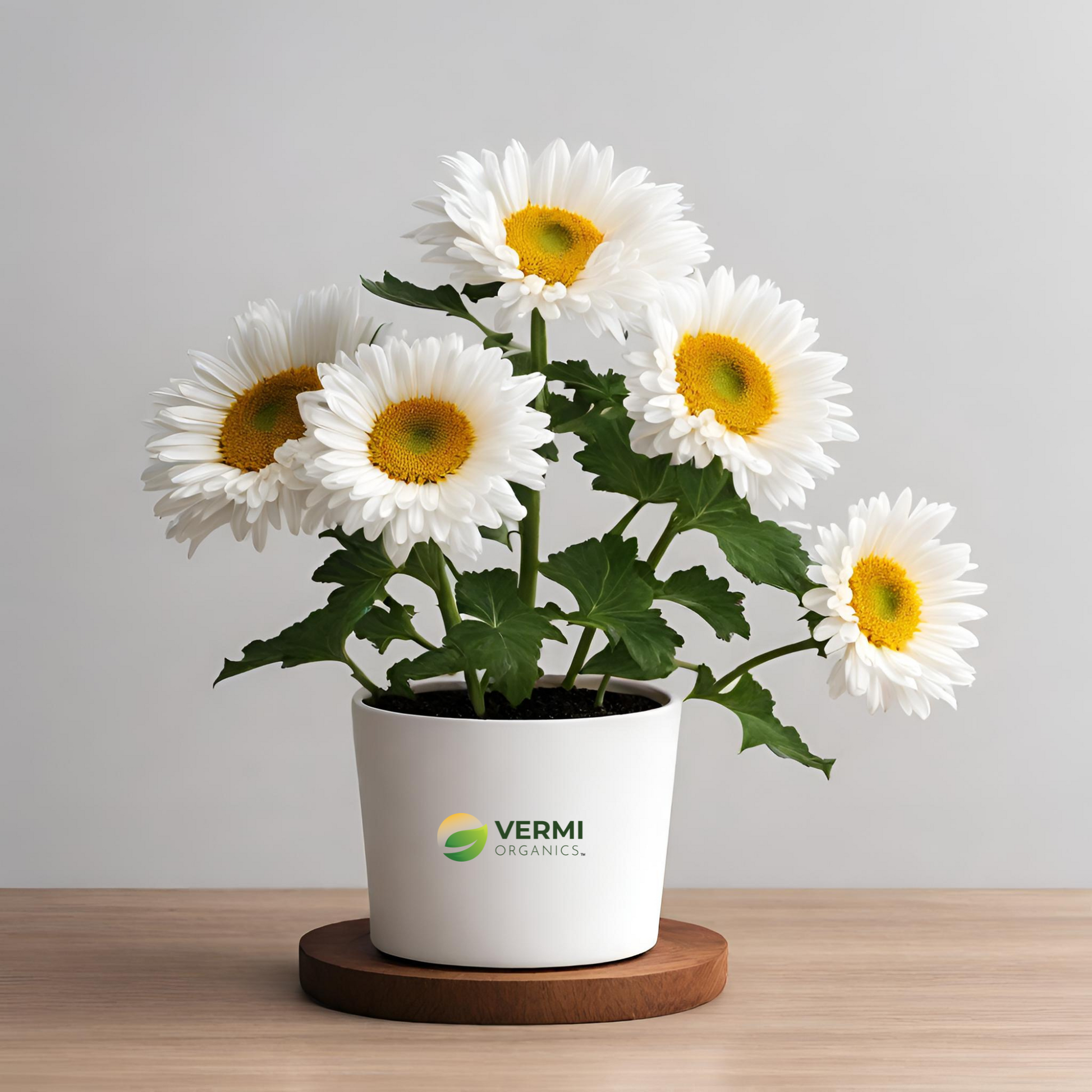 Shevanti Chrysanthemum (sunflower) Plant