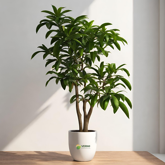 Mango Tree (Amrapali, Grafted) - Plant