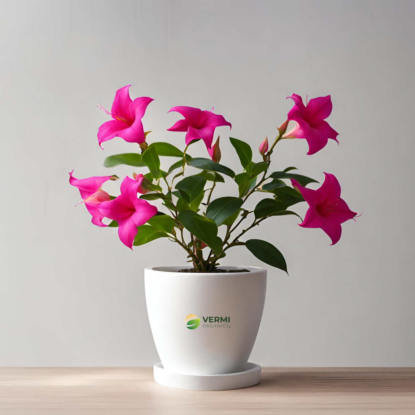 Mandevilla (Pink) Plant