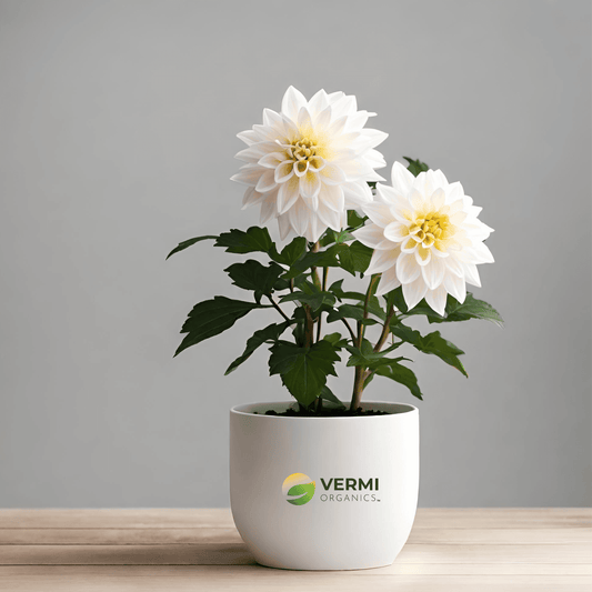 Dahlia (White) Plant