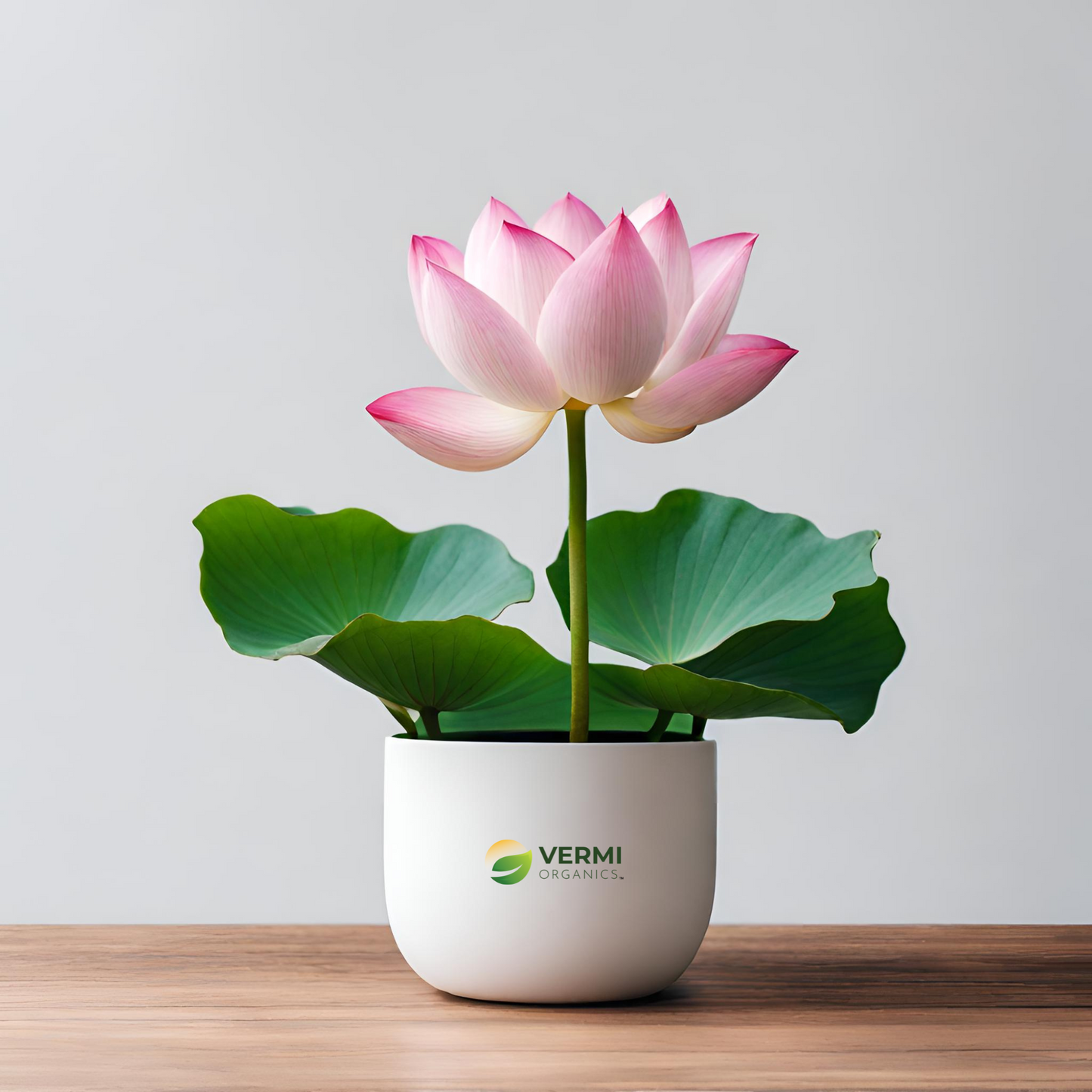 Lotus Nelumbo Nucifera (Pink) Plant