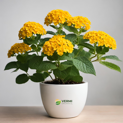 Lantana camara (Yellow) Plant