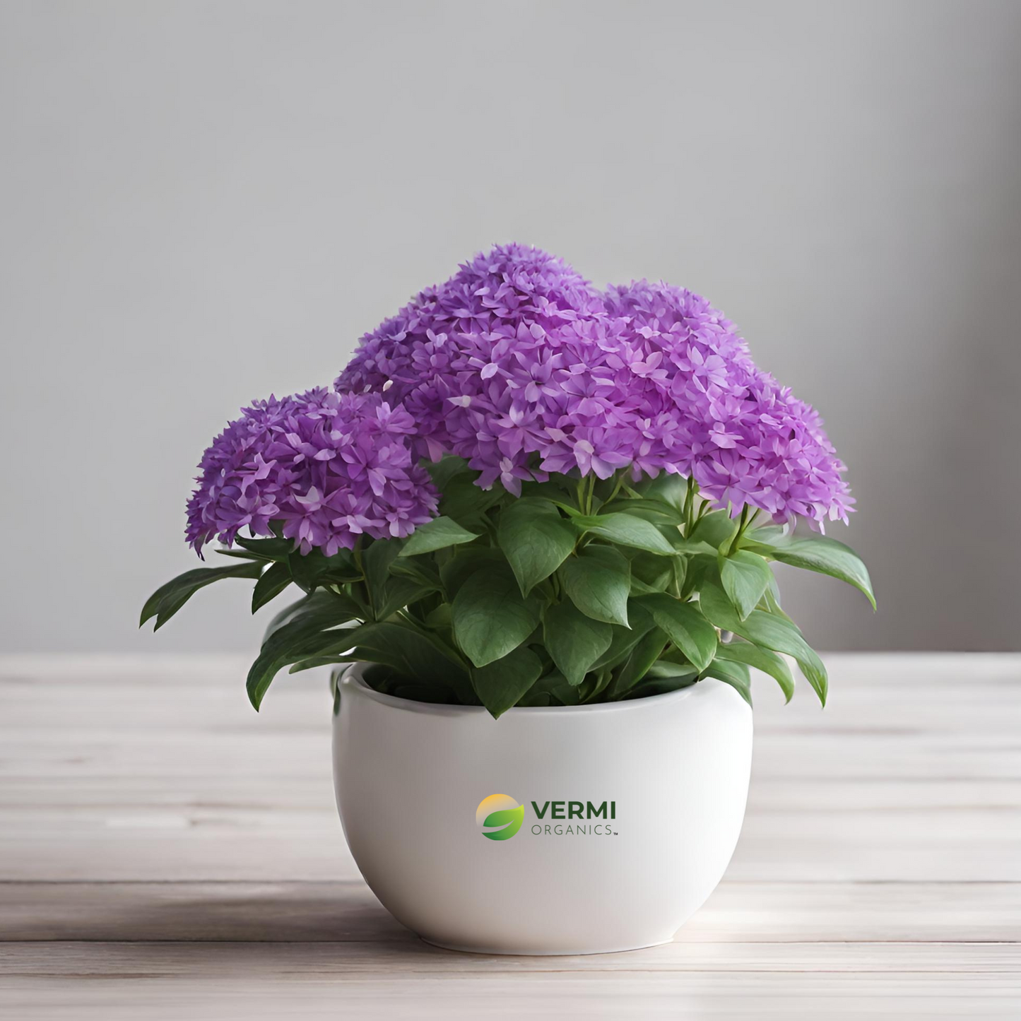 Pseuderanthemum (Purple) Plant