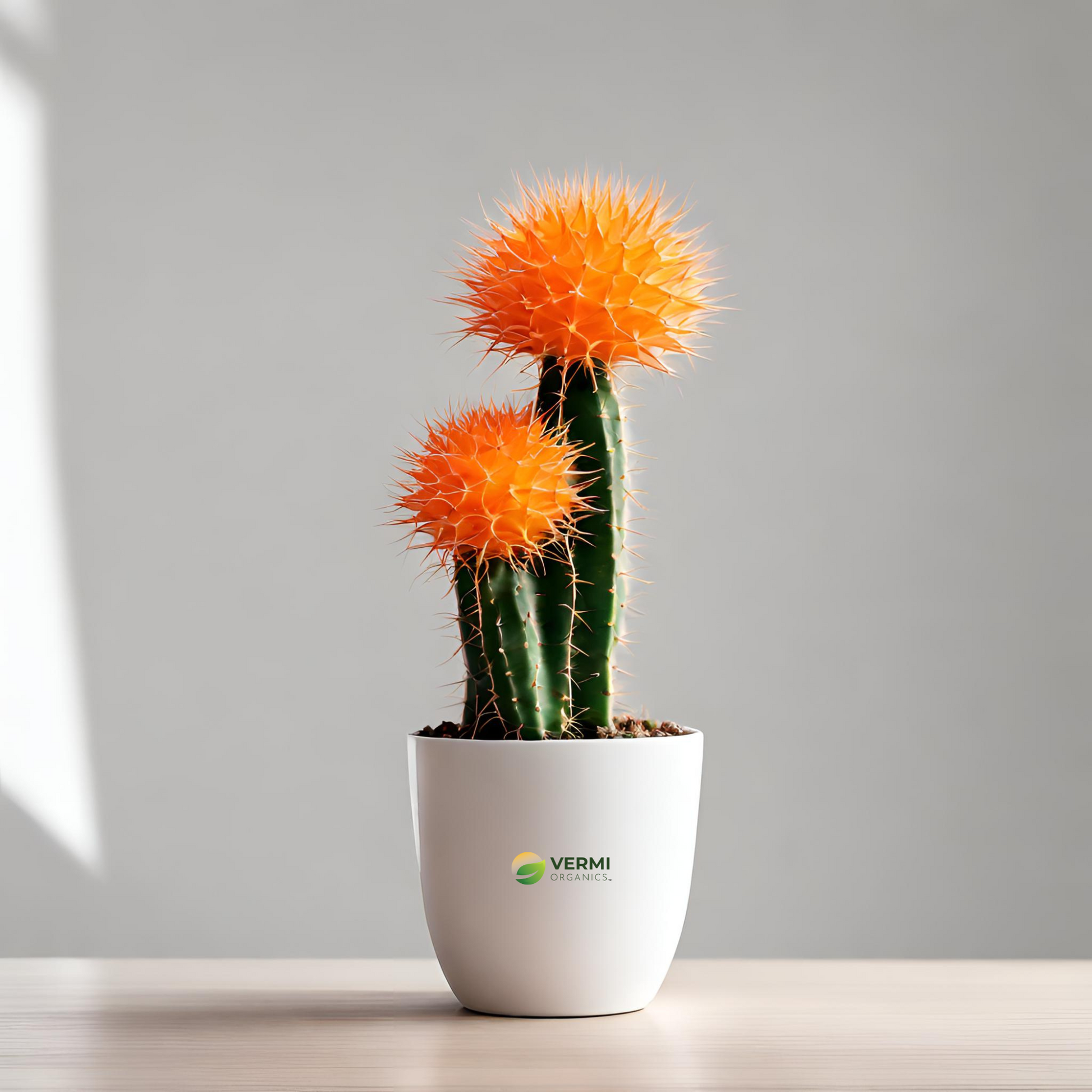 Moon Cactus (Grafted Orange) Cactus Plant