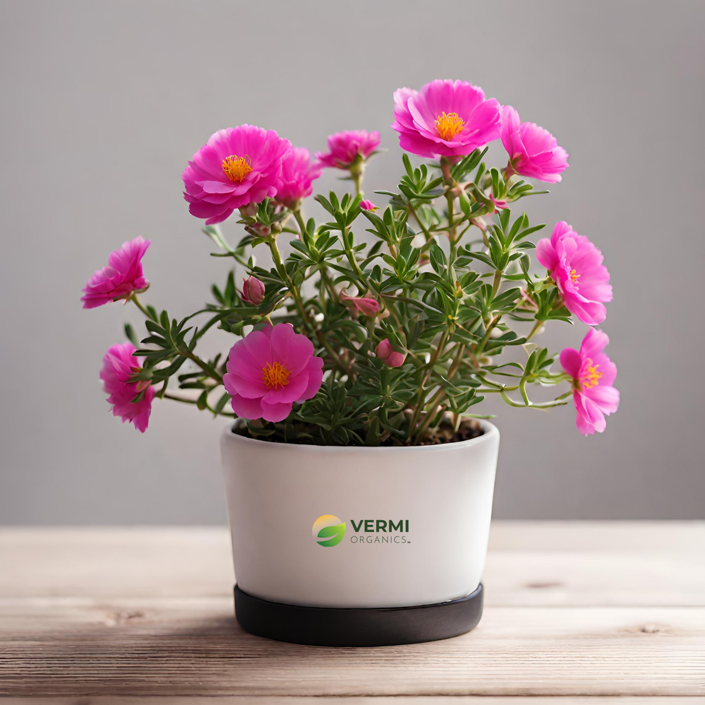 Portulaca, 10 O Clock (Pink) - Plant