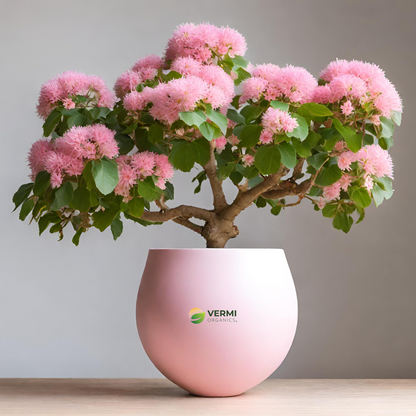 Pink tree Dombeya wallichii Tassel Plant