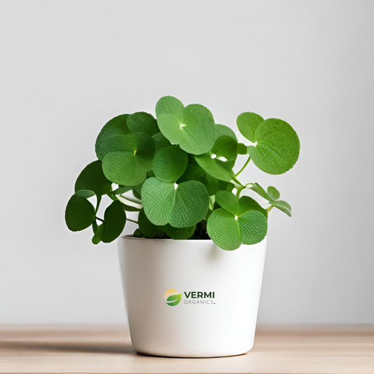 Pilea Nummulariifolia Creeping Plant