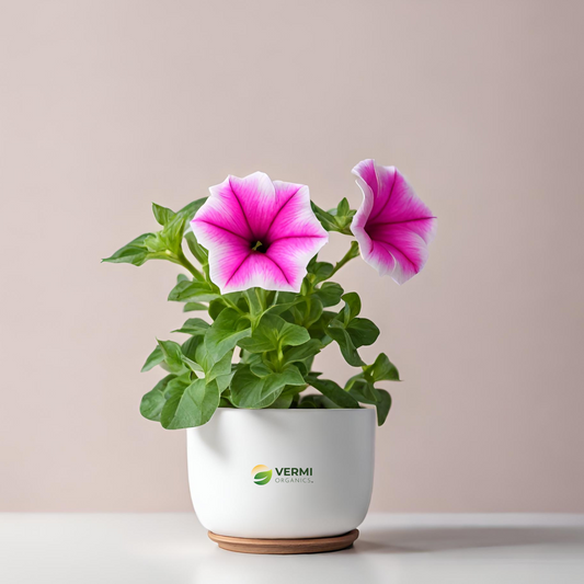 Petunia (Half Pink Half White) Plant