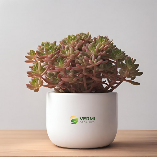 Sedum rubrotinctum Pork Succulent Plant