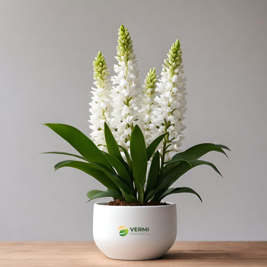 Rynchostylis gigentia alba Plant