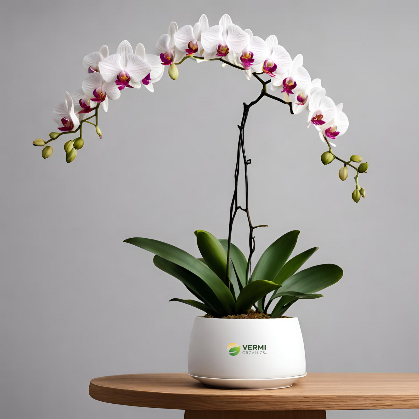Orchid Dendrobium (Any Color) Plant