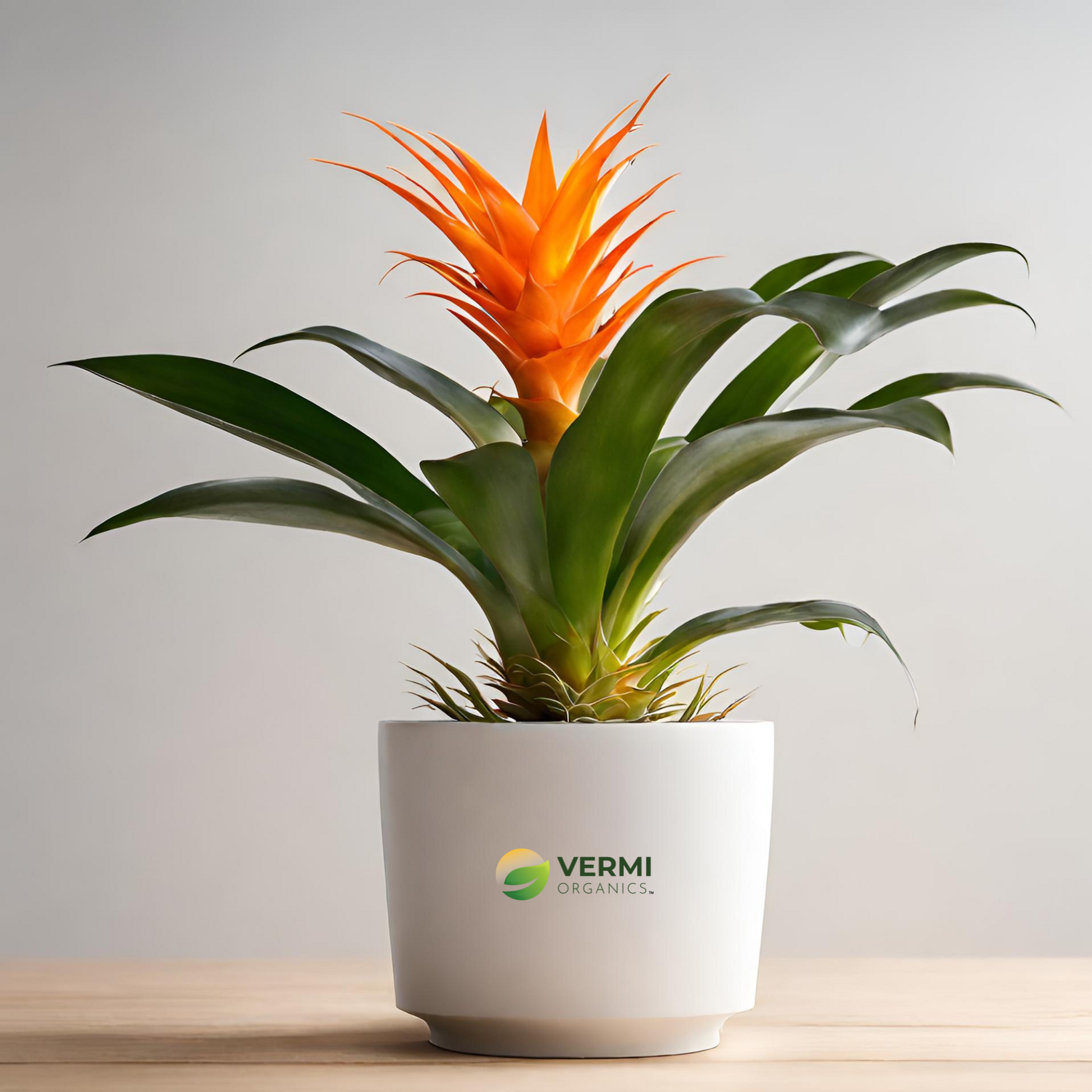 Guzmania (Orange) Plant