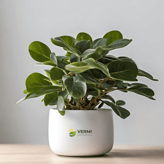 Ficus Compacta Plant