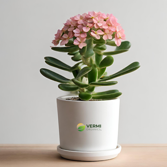 Euphorbia (White - Pink) -  Plant