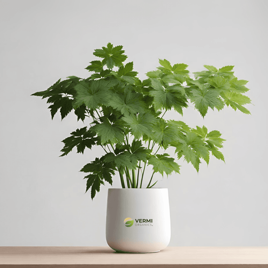 Dinner Plate Aralia Plant