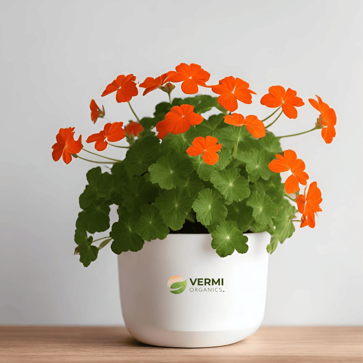 Geranium Ivy Geranium (Orange) Plant