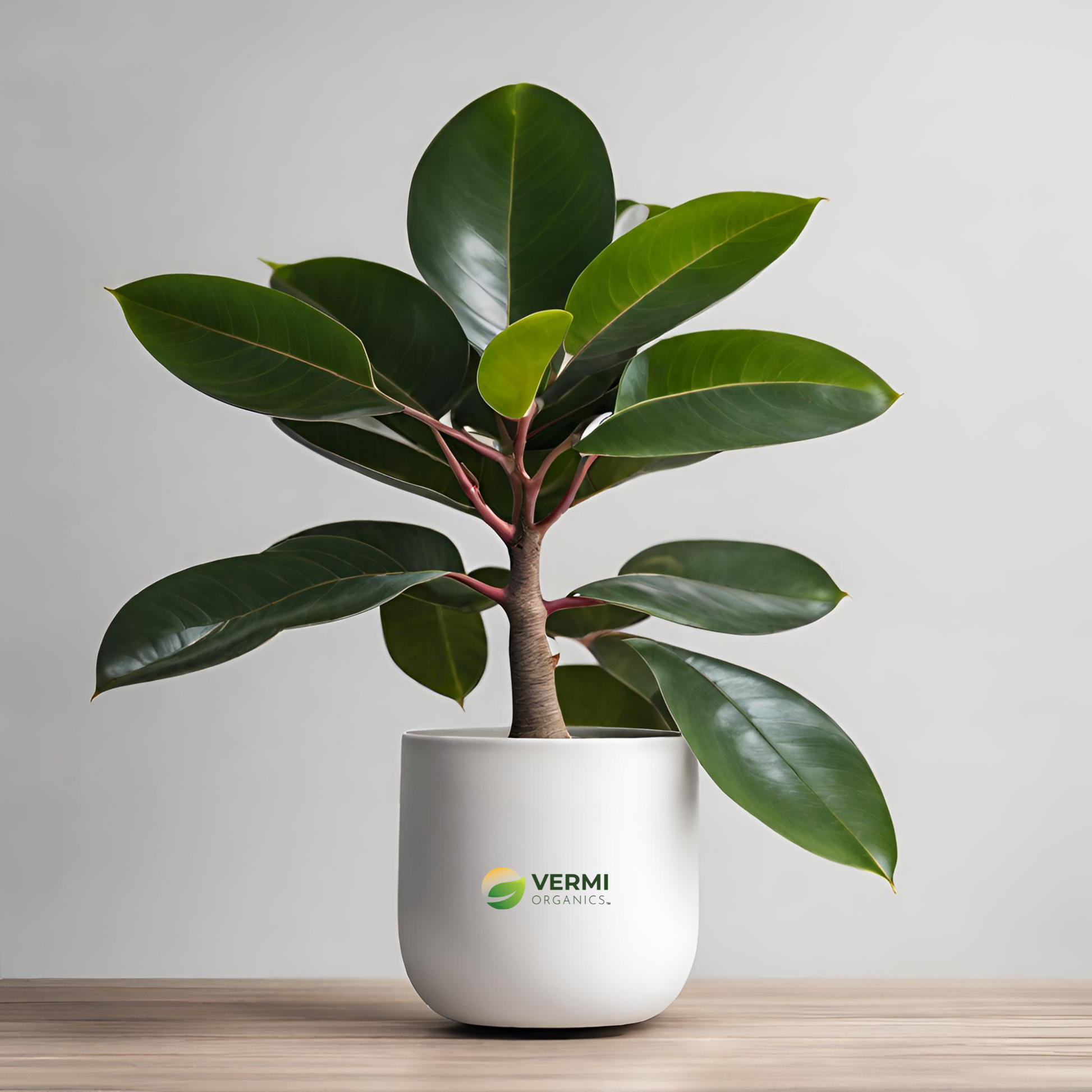 Rubber Tree Rubber Ficus (Small) Plant