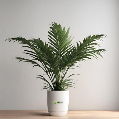 Ivory cane palm Plant