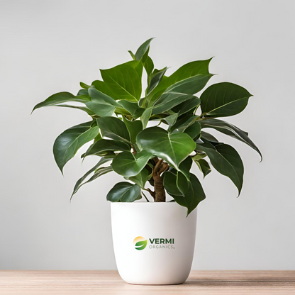 Ficus Safari Ficus benjamina Plant